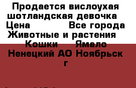 Продается вислоухая шотландская девочка › Цена ­ 8 500 - Все города Животные и растения » Кошки   . Ямало-Ненецкий АО,Ноябрьск г.